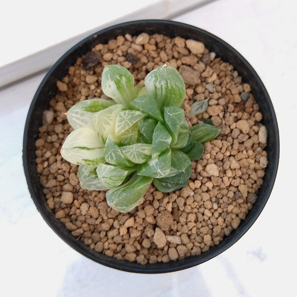 園芸ネット本店｜希少ハオルチア：オブツーサ錦（極上斑） 2.5号 の