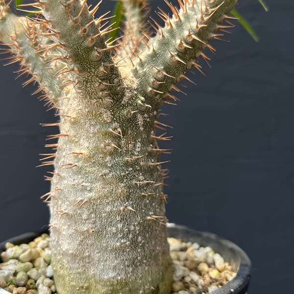 園芸ネット本店｜パキポディウム グラキリス4号 22-02 の通販【公式】