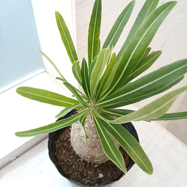 園芸ネット本店｜パキポディウム：グラキリス4号（国内実生株） 22-01