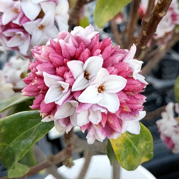 園芸ネット本店｜ジンチョウゲ（沈丁花）：赤花6号鉢植え の通販【公式】