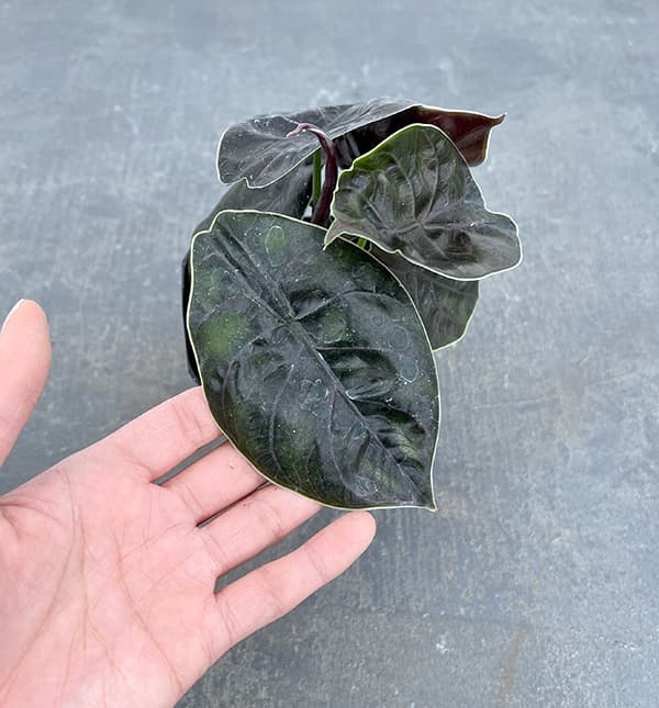 園芸ネット本店｜アロカシア：アズラニー 3.5号ポット の通販【公式】