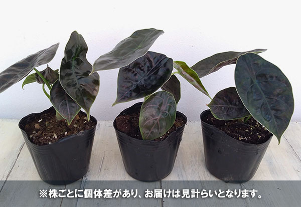 園芸ネット本店｜アロカシア：アズラニー 3.5号ポット の通販【公式】