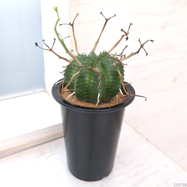 園芸ネット本店｜ユーフォルビア：バリダ（実生株） 4号 の通販【公式】