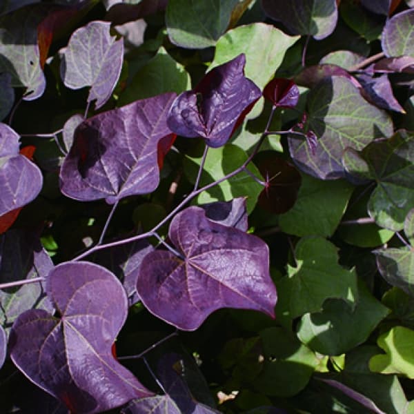 園芸ネット本店｜アメリカハナズオウ：ルビーフォールズ6号ポット の