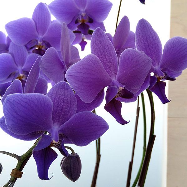 園芸ネット本店｜ファレノプシス：Blue Gene（ブルージーン）(R)5本