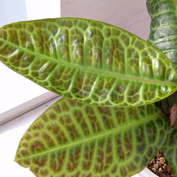 園芸ネット本店｜ラビシア：タートルバック 5号 の通販【公式】