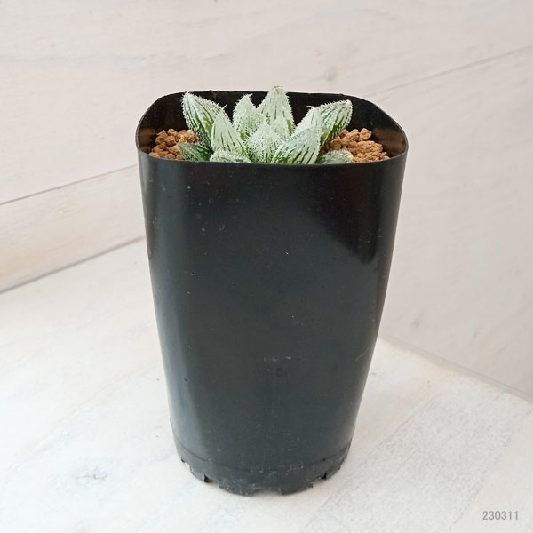 園芸ネット本店｜ハオルチア：森の妖精（シルバーボール×白銀絵巻