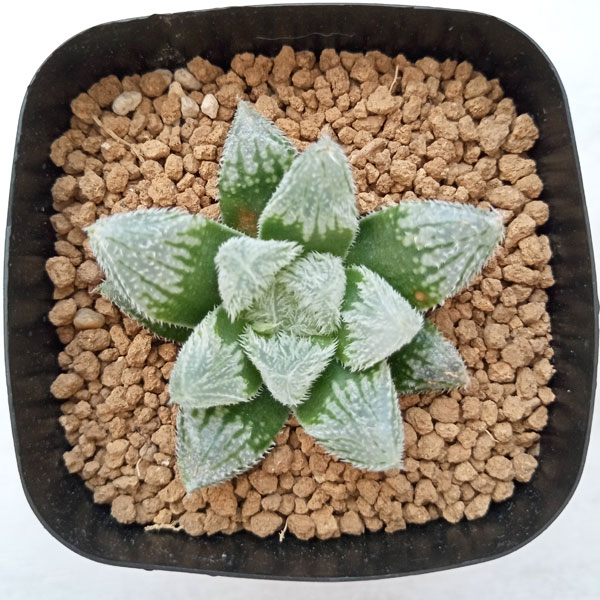 園芸ネット本店｜ハオルチア：森の妖精（シルバーボール×白銀絵巻