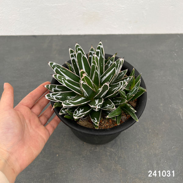 園芸ネット本店｜アガベ：笹の雪 5号鉢植え の通販【公式】