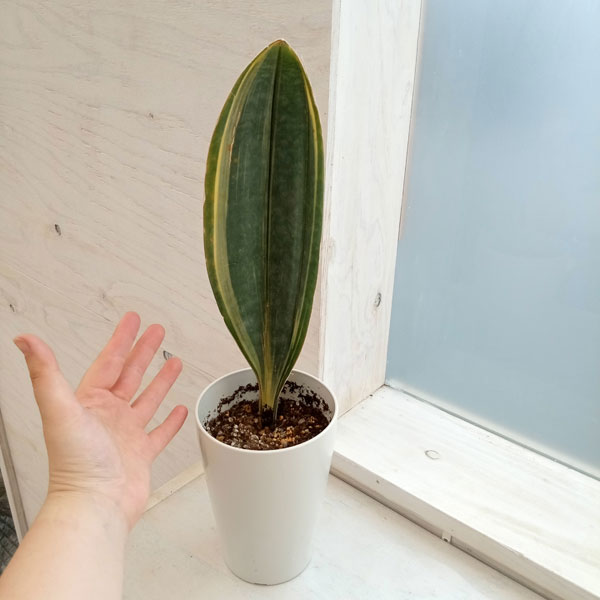 園芸ネット本店｜サンセベリア：マッソニアーナ（斑入り） 4号鉢植え23