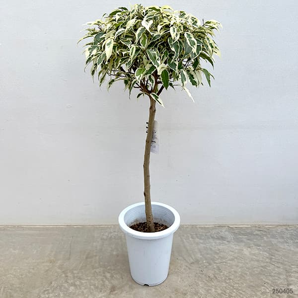 園芸ネット本店｜ベンジャミン：スターライトビューティークィーン 6号