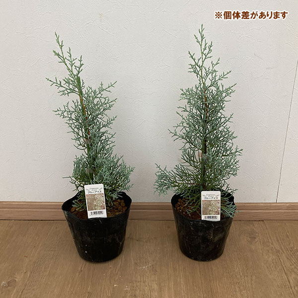 園芸ネット本店｜コニファー（立ち性）：ブルーアイス5号ポット の通販