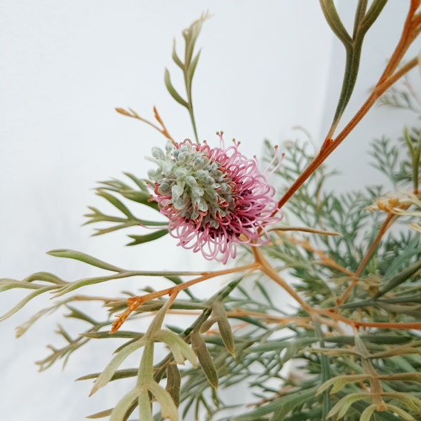 園芸ネット本店｜[ザ・ファームセレクト]グレビレア：ドーンパープル 7