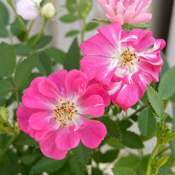 園芸ネット本店｜ミニバラ：レンゲローズ（八女津姫）花色ミックス植え