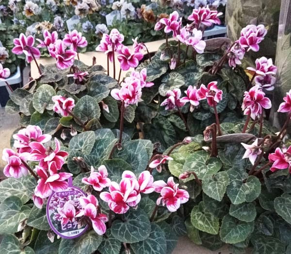 園芸ネット本店｜シクラメン：チモ ピコティ（ピンク）4号鉢植え の