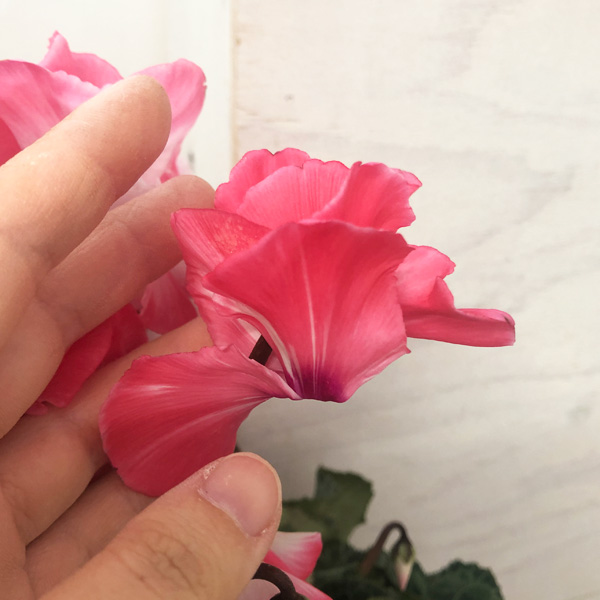 園芸ネット本店｜シクラメン：ミルキーガール5号鉢植え の通販【公式】