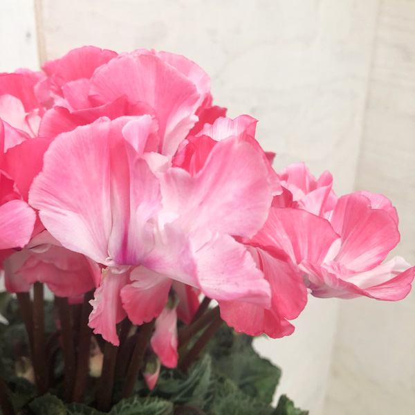 園芸ネット本店｜シクラメン：ミルキーガール5号鉢植え の通販【公式】