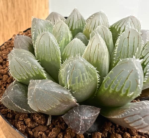 園芸ネット本店｜ハオルチア：NSブルー錦実生 2.5号 の通販【公式】