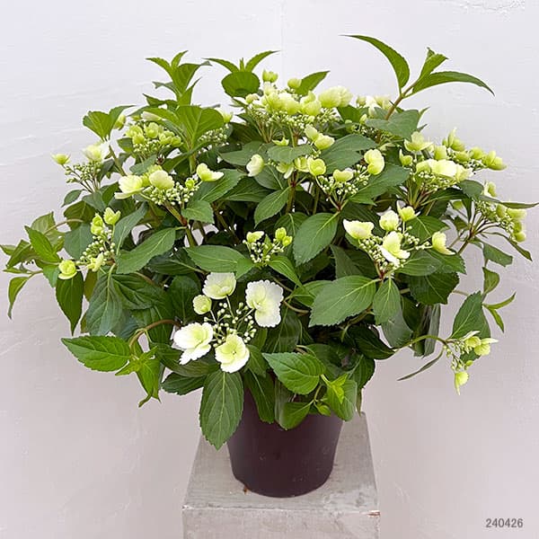 園芸ネット本店｜[送料無料]ラグランジア（アジサイ）：ブライダル