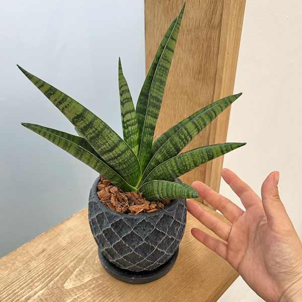 園芸ネット本店｜サンセベリア：インディ 4.5号陶器鉢植え の通販【公式】