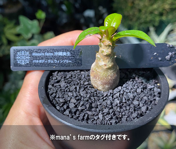 園芸ネット本店｜[ザ・ファームセレクト]パキポディウム：Mana's farm