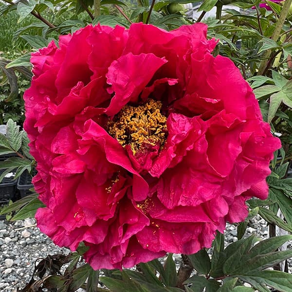 園芸ネット本店｜牡丹（ぼたん）：島津紅（しまづべに）3～4年生苗7号