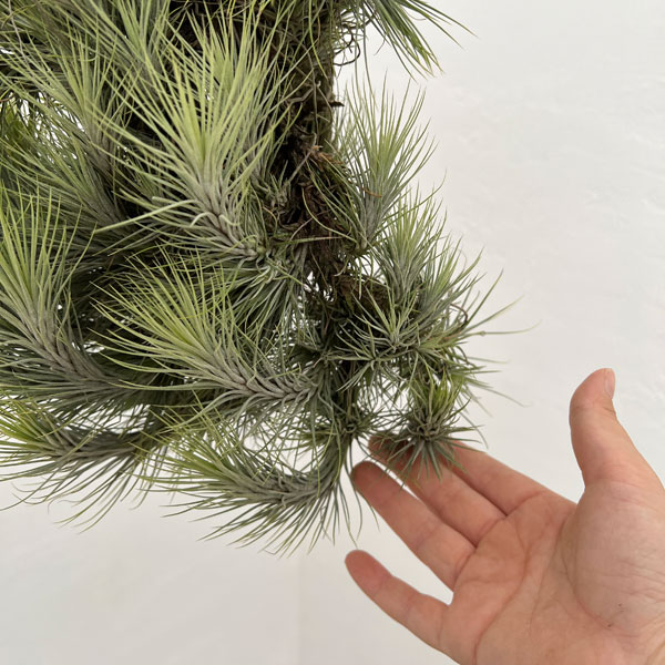 園芸ネット本店｜チランジア：フンキアナクランプ板付け（全長約40cm