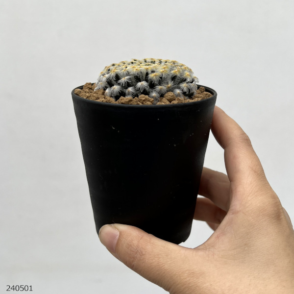 園芸ネット本店｜[ザ・ファームセレクト]マミラリア ：黒肌明星（くろ