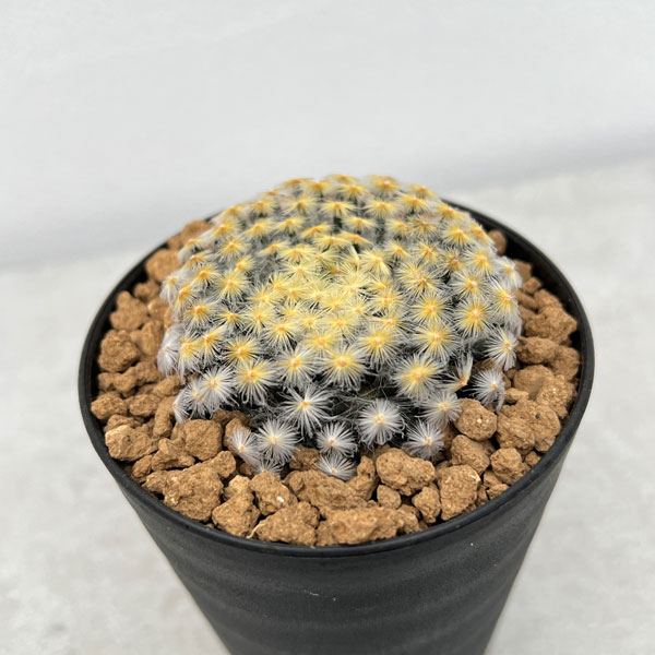 園芸ネット本店｜[ザ・ファームセレクト]マミラリア ：黒肌明星（くろ