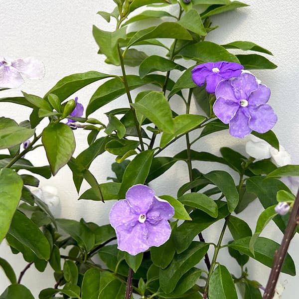 園芸ネット本店｜ニオイバンマツリ（ブルンフェルシア）アメジスト