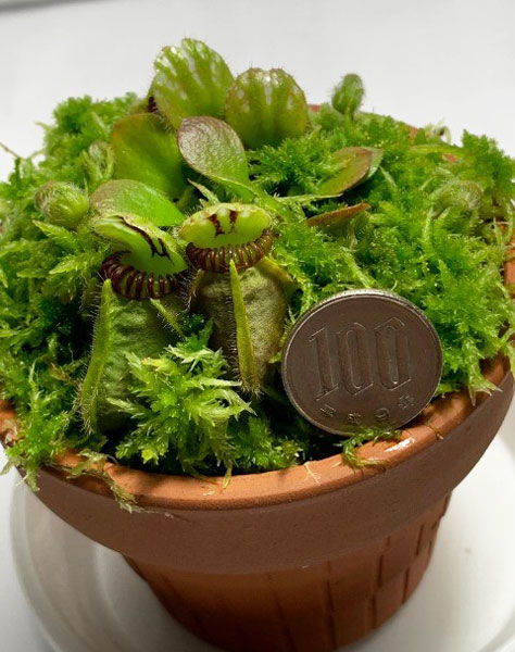 園芸ネット本店｜セファロタス：フォリキュラリス ハマース ジャンボ 3