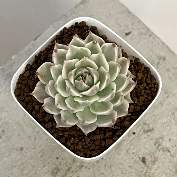 園芸ネット本店｜エケベリア：マーガレットレッピン錦 2.5号ポット の