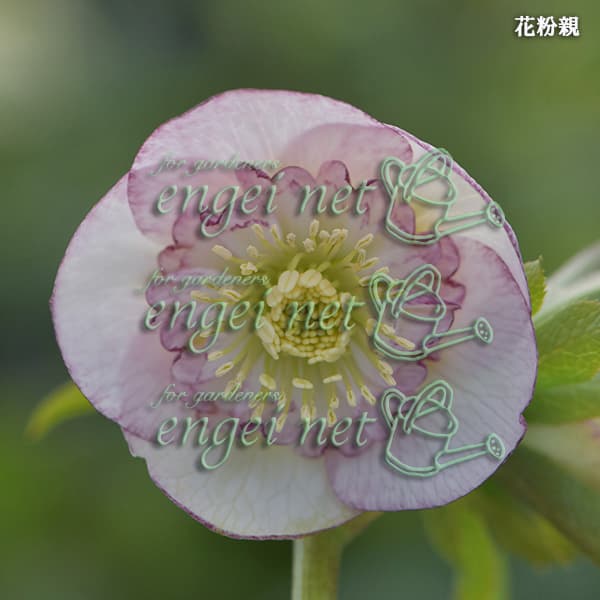 園芸ネット本店｜【お1人様1ポット】大和園さんのクリスマスローズ：24