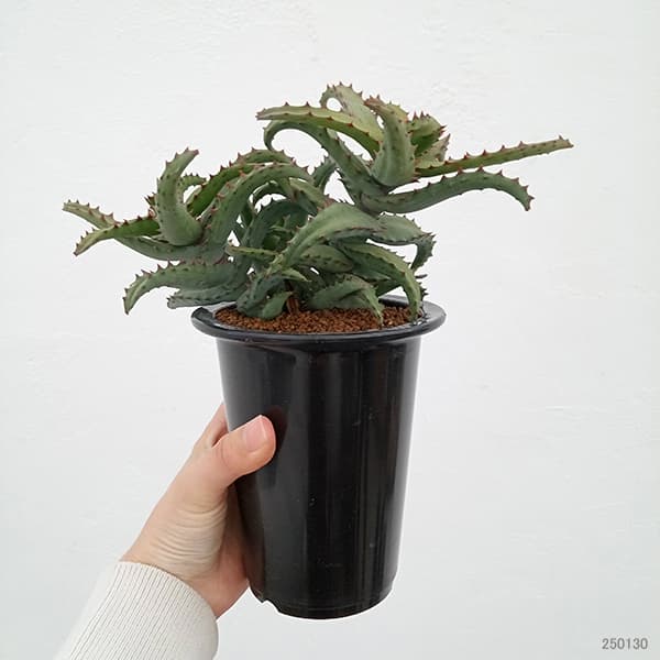 園芸ネット本店｜アロエ：カスティロニアエ 4号ロング24-02 の通販【公式】