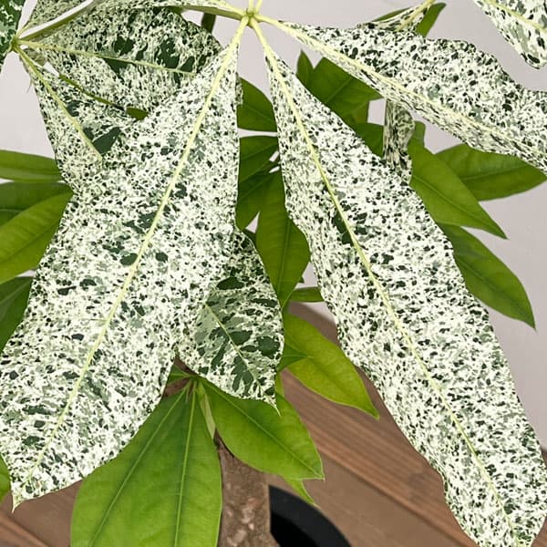 園芸ネット本店｜パキラ：ミルキーウェイ 7号鉢植え25-04 の通販【公式】