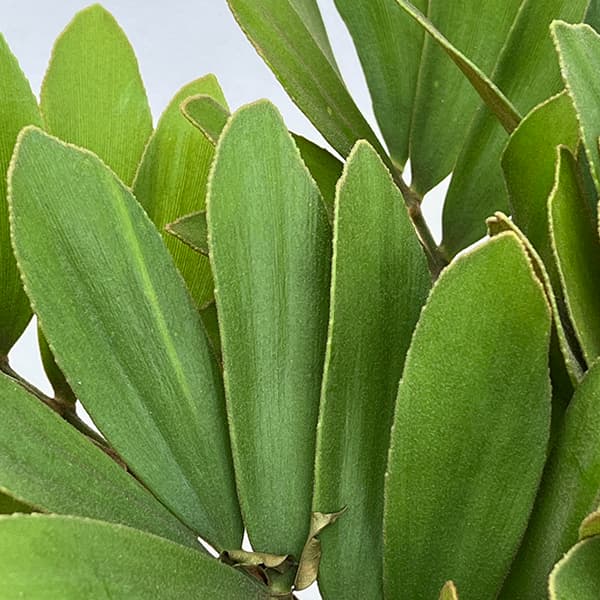 園芸ネット本店｜ザミア：フルフラセア 7号鉢植え25-01 の通販【公式】