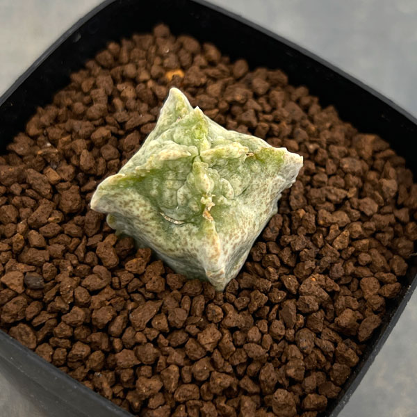 園芸ネット本店｜[ザ・ファームセレクト]ホワイトスロアネア：クラサ