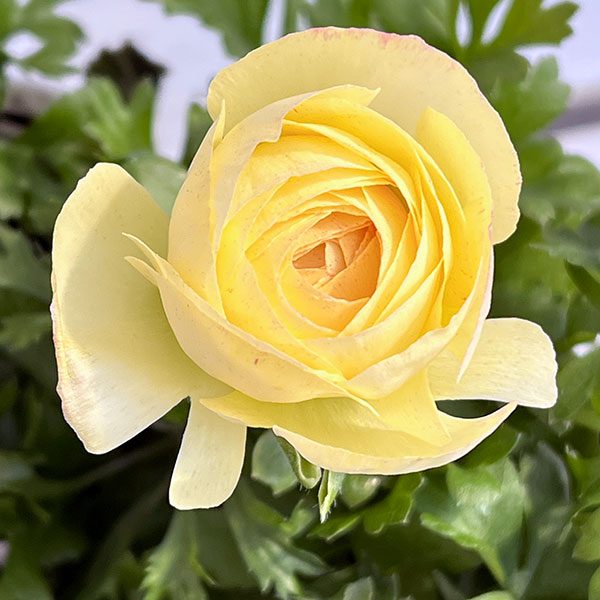 園芸ネット本店｜ラナンキュラス：マシェ・レモンローズバイカラー3.5