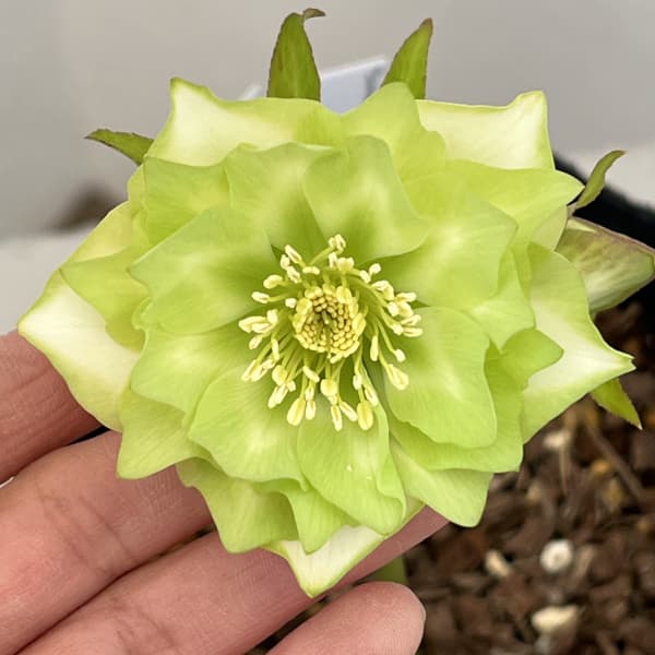 園芸ネット本店｜吉田園芸さんのクリスマスローズ：ピエラ26-04／4.5号