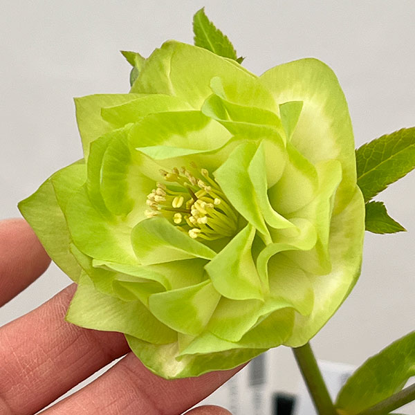 園芸ネット本店｜吉田園芸さんのクリスマスローズ：ピエラ26-05／4.5号