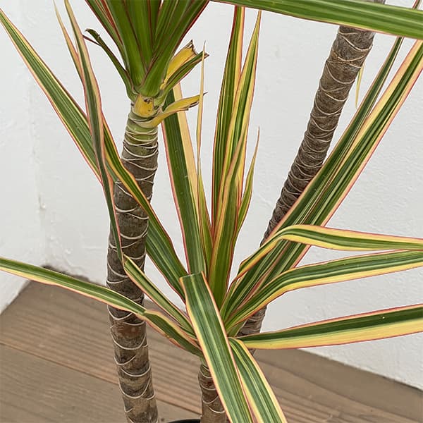 園芸ネット本店｜ドラセナ：コンシンネ トリカラー4号鉢植え の通販