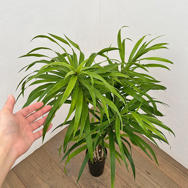 園芸ネット本店｜ドラセナ：アングスティフォリア 4号鉢植え の通販