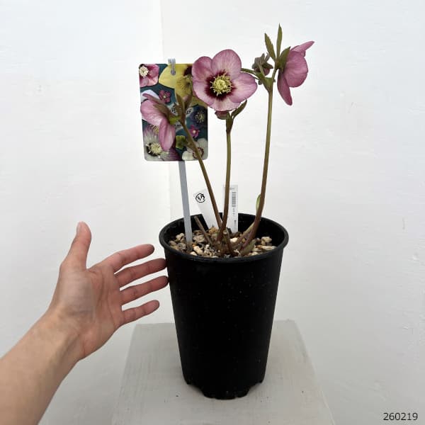 園芸ネット本店｜高正園さんのクリスマスローズ：26-35シングル／5号