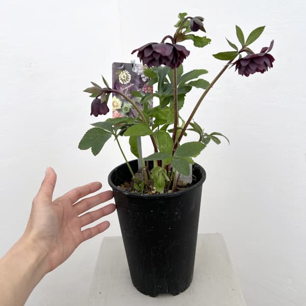 園芸ネット本店｜高正園さんのクリスマスローズ：26-61ダブル 多弁／5