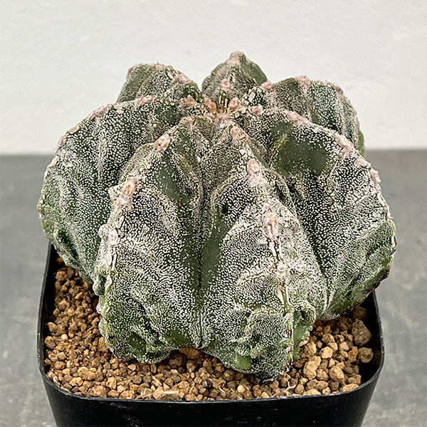 園芸ネット本店｜サボテン：ランポー玉（らんぽうぎょく）4号26-01 の