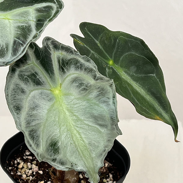 園芸ネット本店｜アロカシア：ヴェノム 3.5号ポット26-03 の通販【公式】