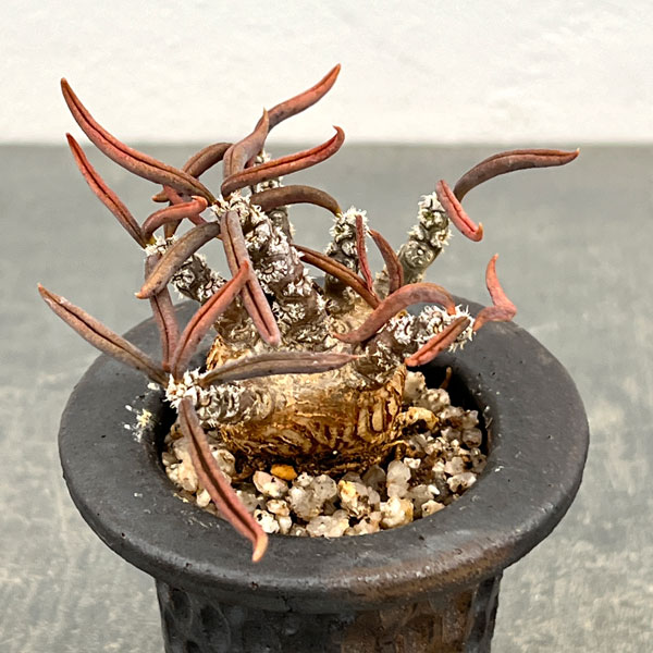 園芸ネット本店｜ユーフォルビア：キリンドリフォリア 2.5号陶器鉢植え