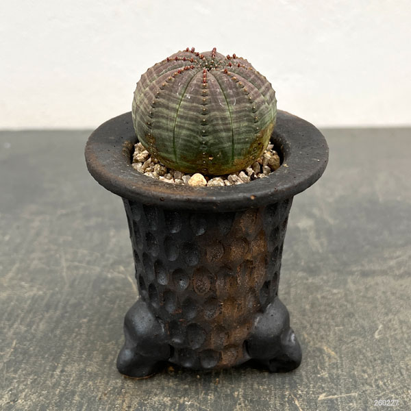 園芸ネット本店｜ユーフォルビア：オベサ 3号陶器鉢植え26-01 の通販