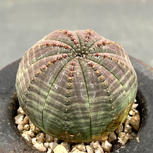 園芸ネット本店｜ユーフォルビア：オベサ 3号陶器鉢植え26-01 の通販