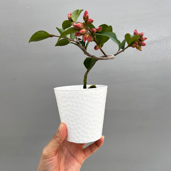 園芸ネット本店｜ツバキ（椿）：港の春（みなとのはる）曲がり 3.5号匠